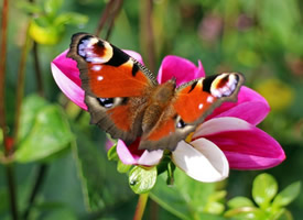 正在花丛中飞舞的蝴蝶图片