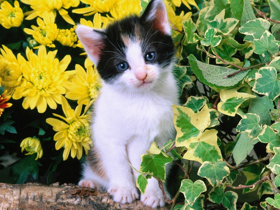 点击大图看下一张：可爱萌萌哒的猫咪图片