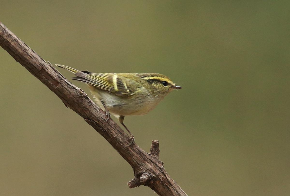 点击大图看下一张：可爱的柳莺图片