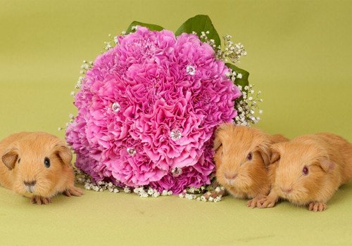 点击大图看下一张：精选一组萌宠荷兰猪图片