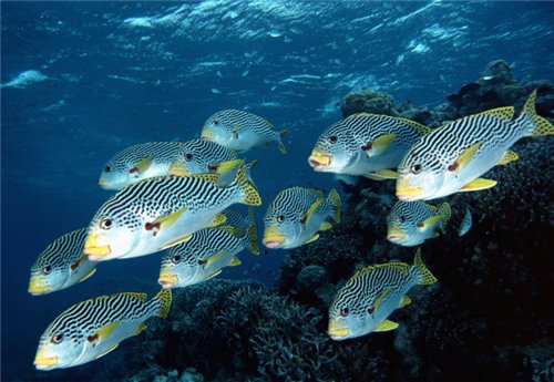 点击大图看下一张：美妙多彩的鱼群图片