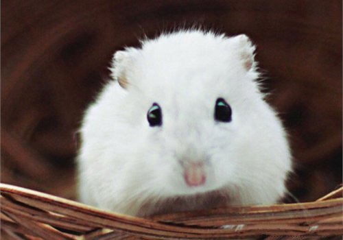 点击大图看下一张：一组超级可爱呆萌的小老鼠图片