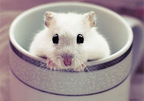 点击大图看下一张：一组超级可爱呆萌的小老鼠图片