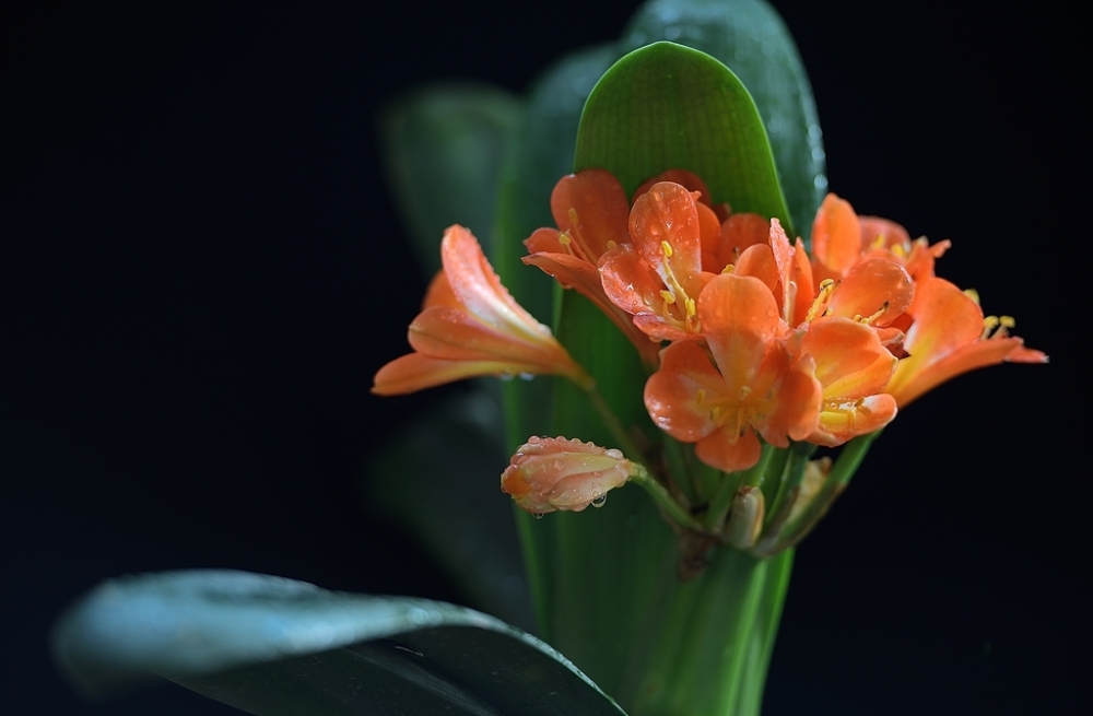 点击大图看下一张：美丽的细叶君子兰开花图片