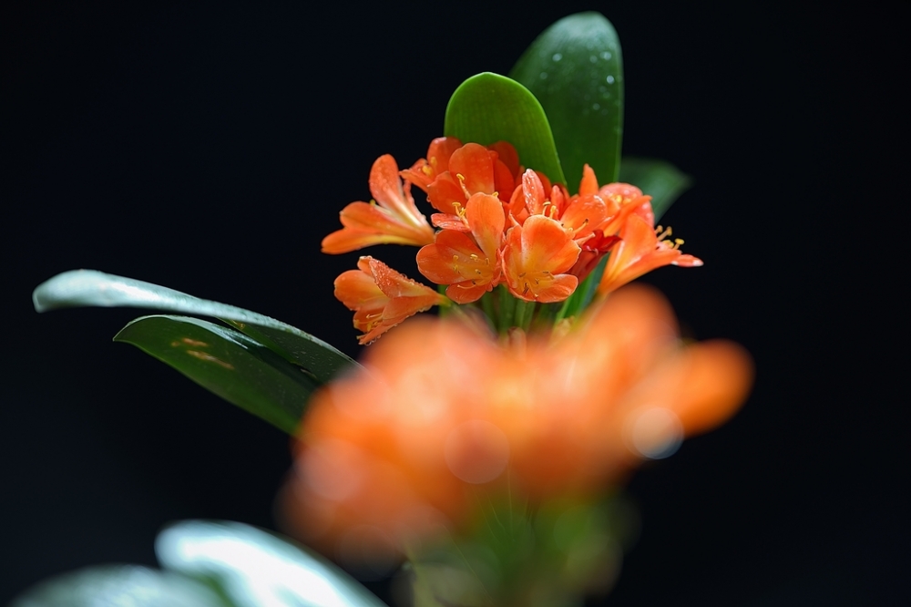 点击大图看下一张：美丽的细叶君子兰开花图片