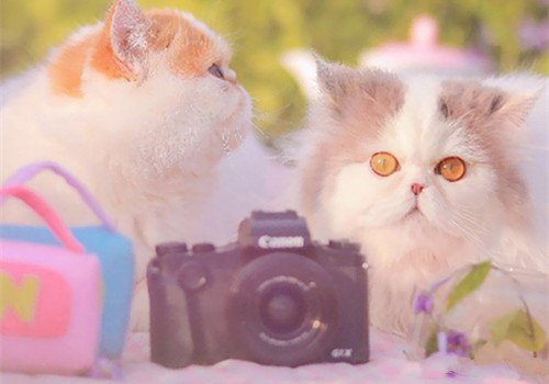 点击大图看下一张：精选一组可爱软萌猫咪图片