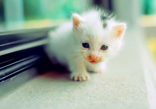 点击大图看下一张：一组卡哇伊的小猫咪图片
