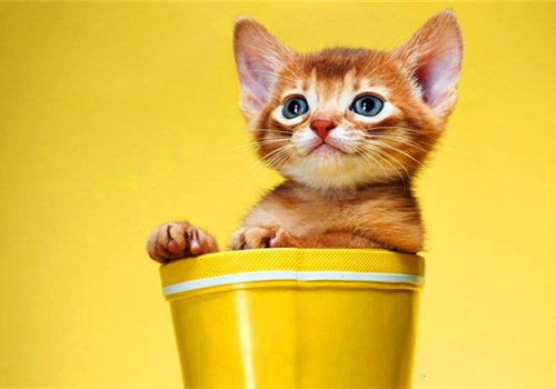 点击大图看下一张：一组卡哇伊的小猫咪图片