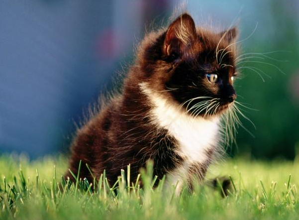 点击大图看下一张：身体小巧的猫咪图片