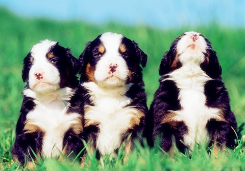 点击大图看下一张：一组超萌的小奶狗图片