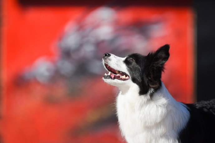 点击大图看下一张：各种狗狗的艺术照图片欣赏