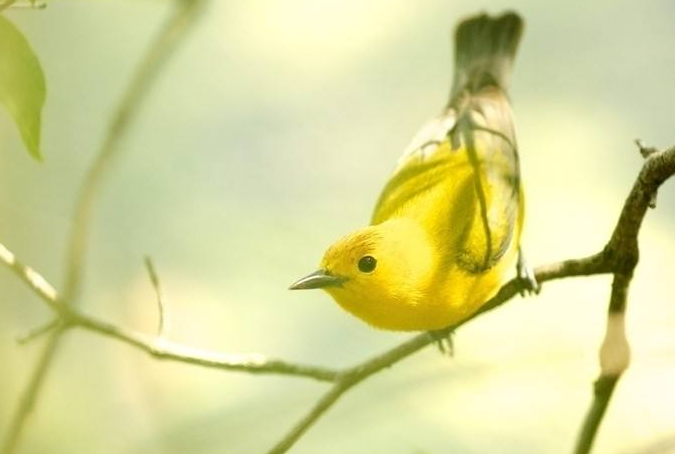 点击大图看下一张：美丽漂亮的黄鹂鸟图片