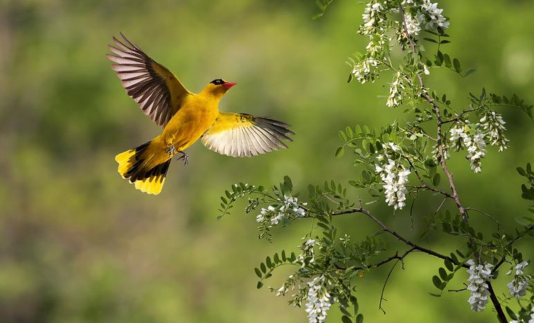 点击大图看下一张：美丽漂亮的黄鹂鸟图片