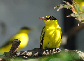 美丽漂亮的黄鹂鸟图片