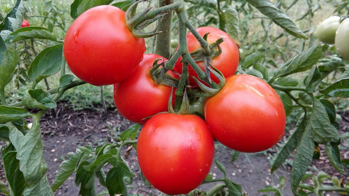 点击大图看下一张：一组新鲜多汁的番茄图片欣赏
