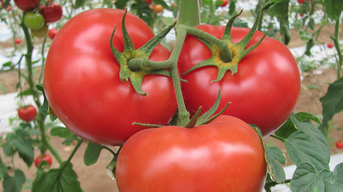 点击大图看下一张：一组新鲜多汁的番茄图片欣赏