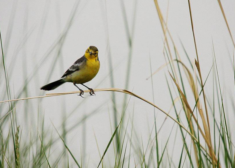 点击大图看下一张：一组小巧活泼的黄鹂鸟图片