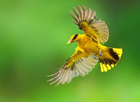 一组小巧活泼的黄鹂鸟图片