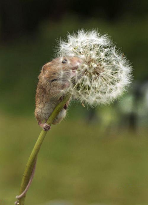 点击大图看下一张：喜欢蒲公英的小老鼠图片