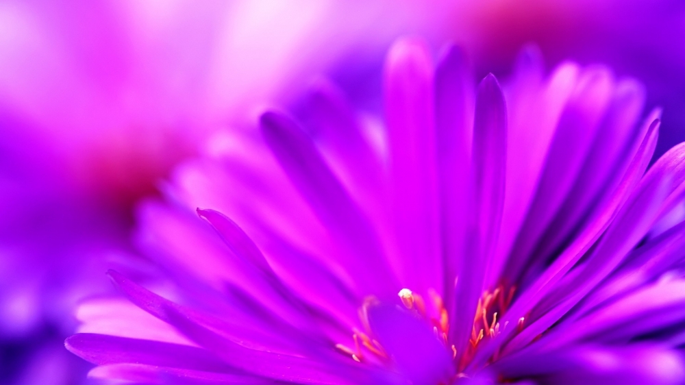 点击大图看下一张:小清新养眼花卉图片桌面壁纸