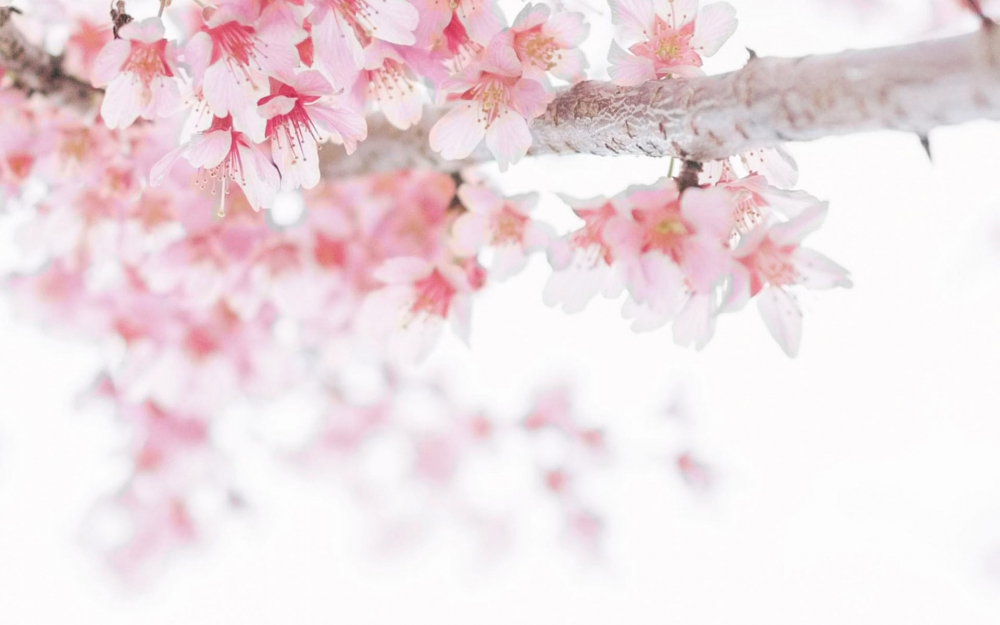 点击大图看下一张：精选唯美樱花风景图片桌面壁纸