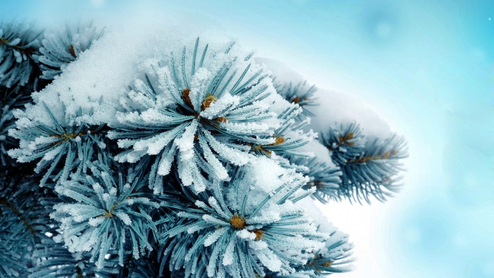 点击大图看下一张：冬天唯美植物图片高清壁纸