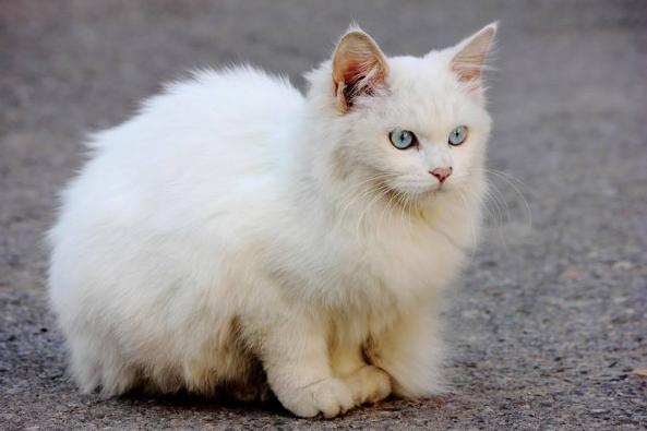 点击大图看下一张：一组白色的猫咪图片