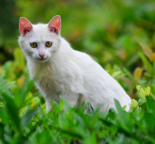 点击大图看下一张：一组白色的猫咪图片