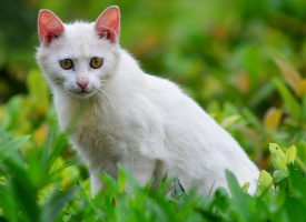 一组白色的猫咪图片