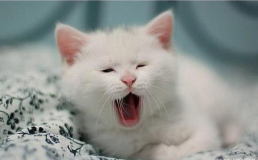 点击大图看下一张：雪白可爱的白猫图片
