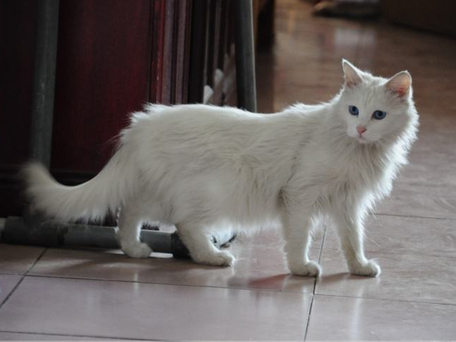 点击大图看下一张：雪白可爱的白猫图片