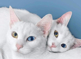 雪白可爱的白猫图片