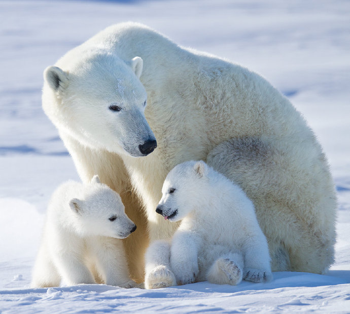 点击大图看下一张：可爱的北极熊一家图片欣赏