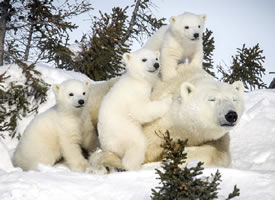可爱的北极熊一家图片欣赏