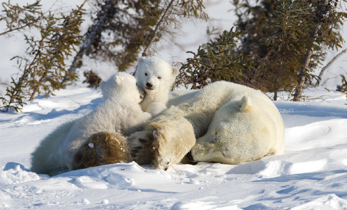 点击大图看下一张：可爱的北极熊一家图片欣赏