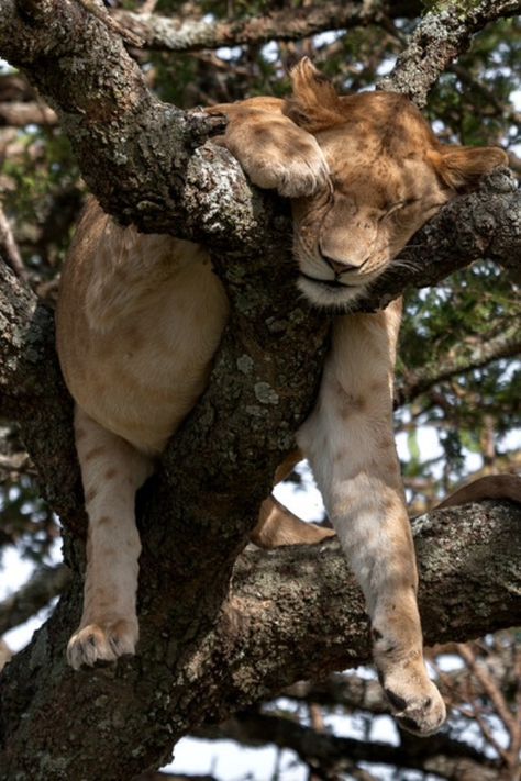 点击大图看下一张：一组狮子销魂的睡姿图片