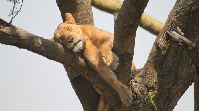 点击大图看下一张：一组狮子销魂的睡姿图片