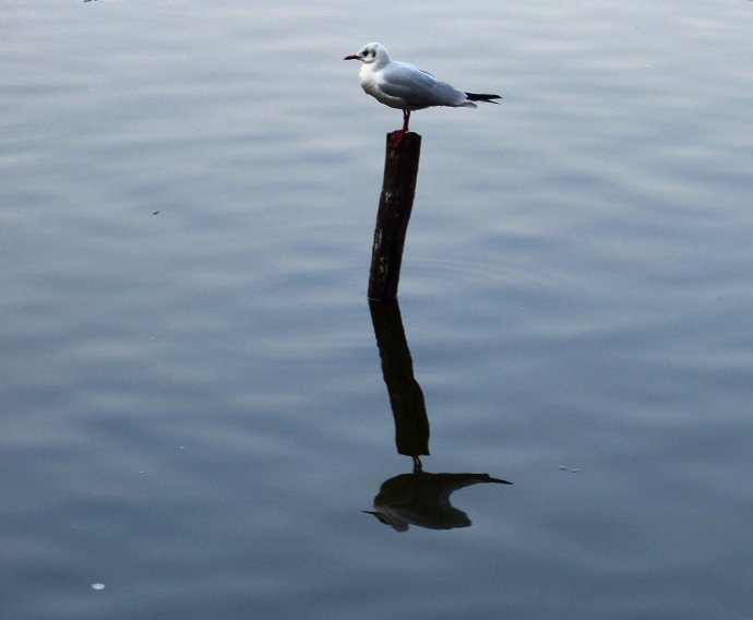 点击大图看下一张：悠闲站立的鸟儿图片
