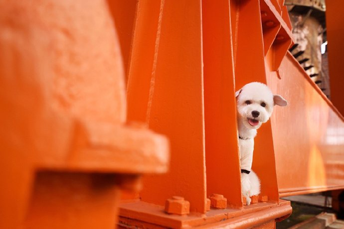 点击大图看下一张：一组超可爱的小型犬图片