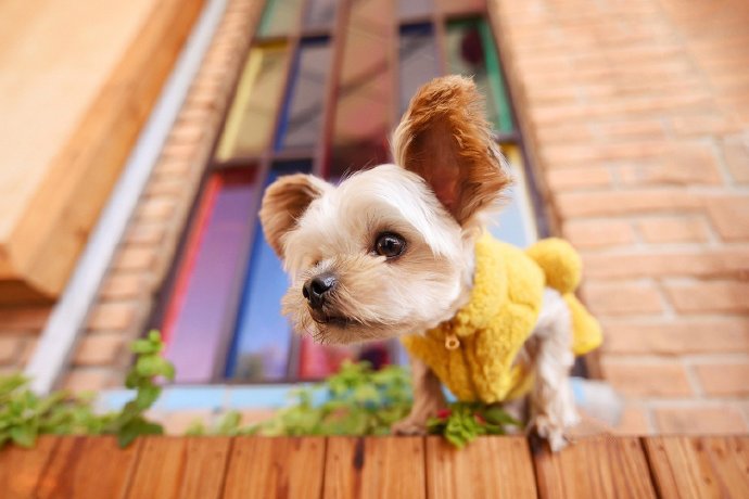 点击大图看下一张：一组超可爱的小型犬图片