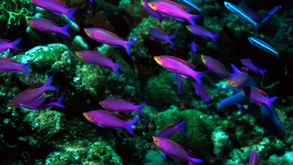 点击大图看下一张：色彩斑斓的海底世界