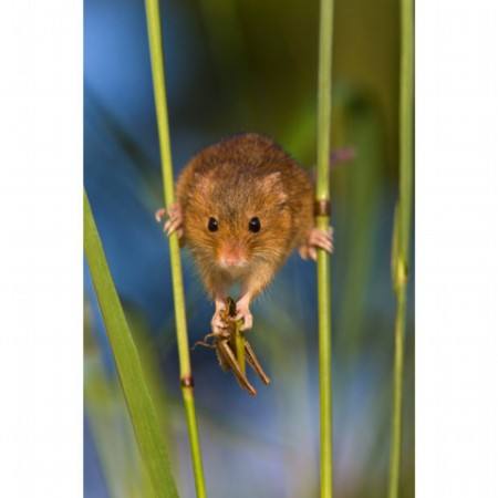 点击大图看下一张：超可爱呆萌的小老鼠特写图片