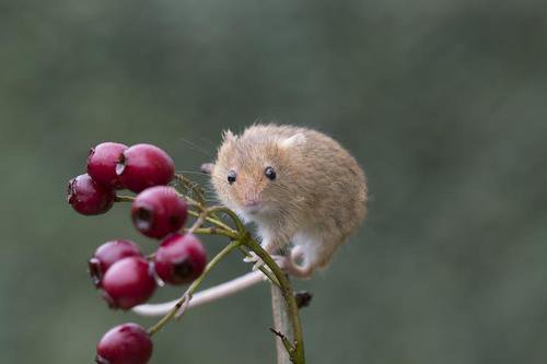 点击大图看下一张：超可爱呆萌的小老鼠特写图片