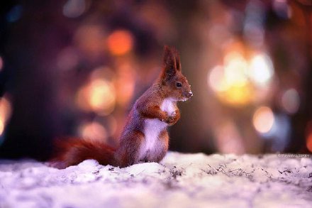 点击大图看下一张：雪地里的红松鼠图片