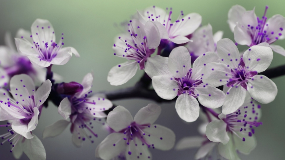 点击大图看下一张：小清新唯美紫色小花图片桌面壁纸