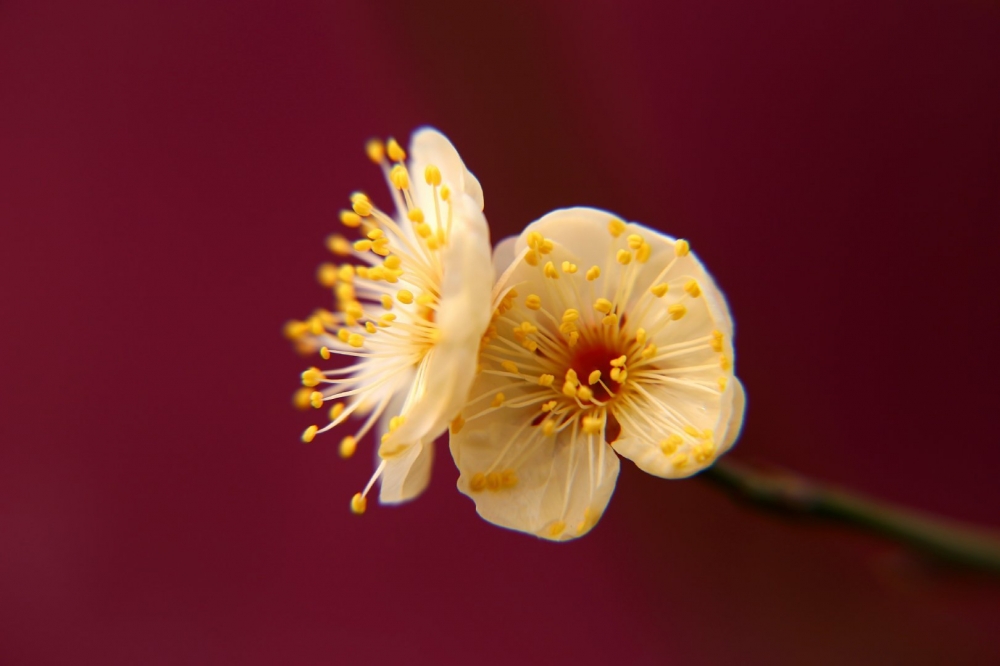 点击大图看下一张：盛开的梅花高清桌面壁纸