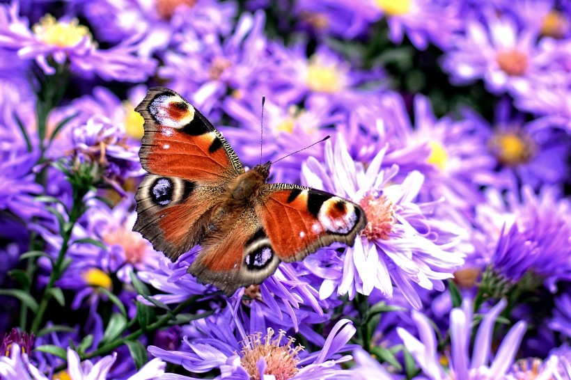 点击大图看下一张：唯美的孔雀蝴蝶高清图片欣赏