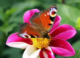 唯美的孔雀蝴蝶高清图片欣赏