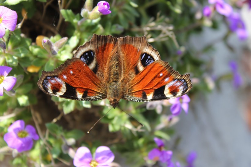 点击大图看下一张：唯美的孔雀蝴蝶高清图片欣赏