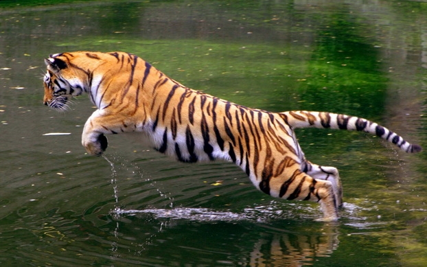 点击大图看下一张：雄壮矫捷的孟加拉虎图片